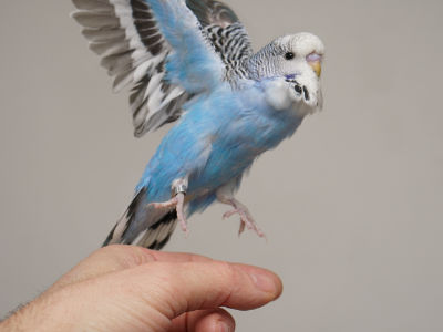 Erich hebt ab